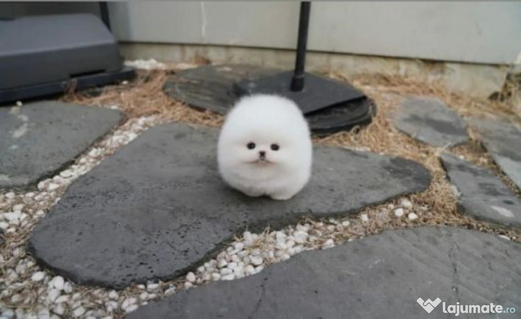 Pomeranian boo mini