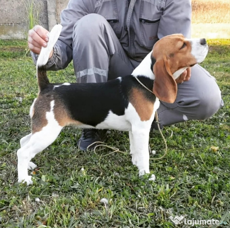 Beagle femelă de vânzare