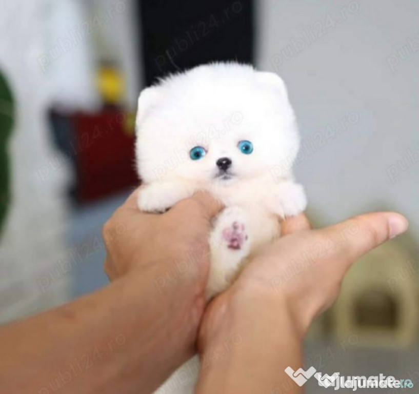 Pomeranian mini Ursuleț