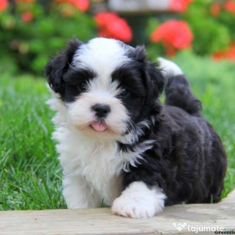 Bichon maltez mini toy