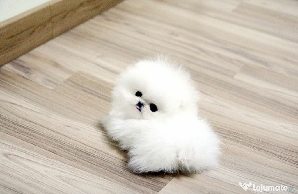 Pomeranian Boo teeacup