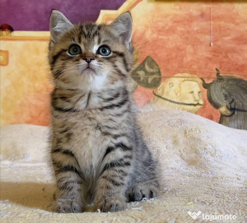 British Shorthair rasa pura