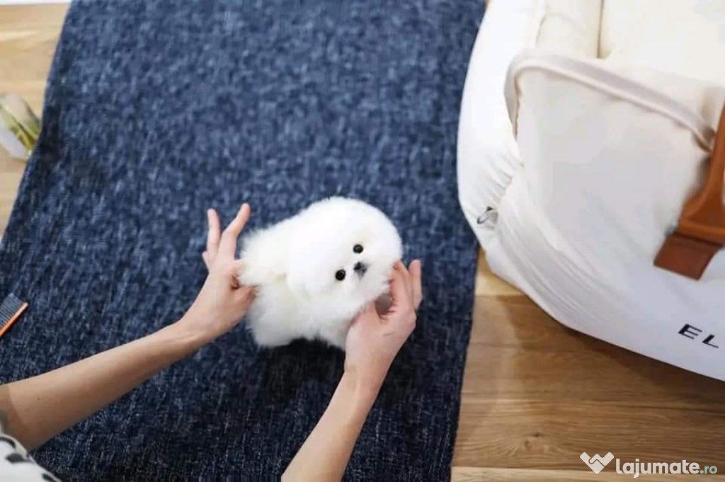 Pomeranian mini boo