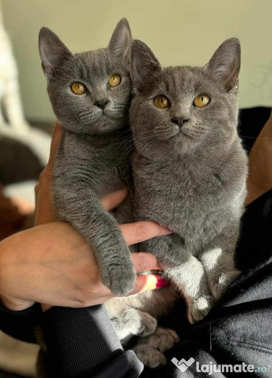 Pui British blue shorthair