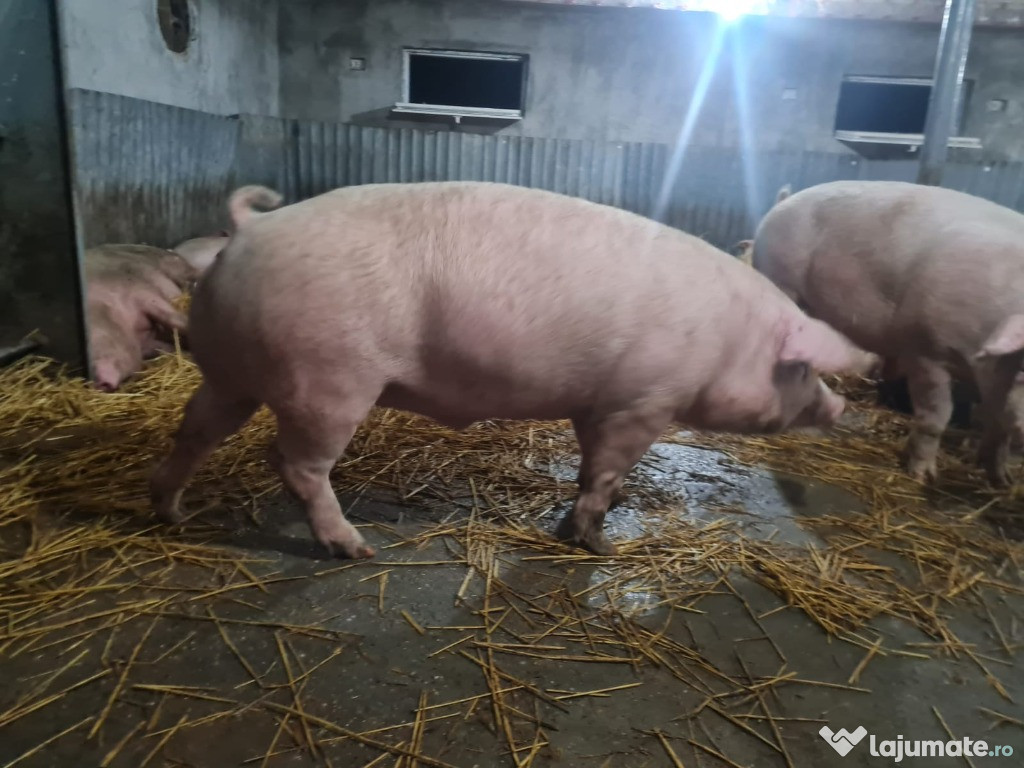 Vindem Porci mari și mici Crescuti Natural 13lei kg