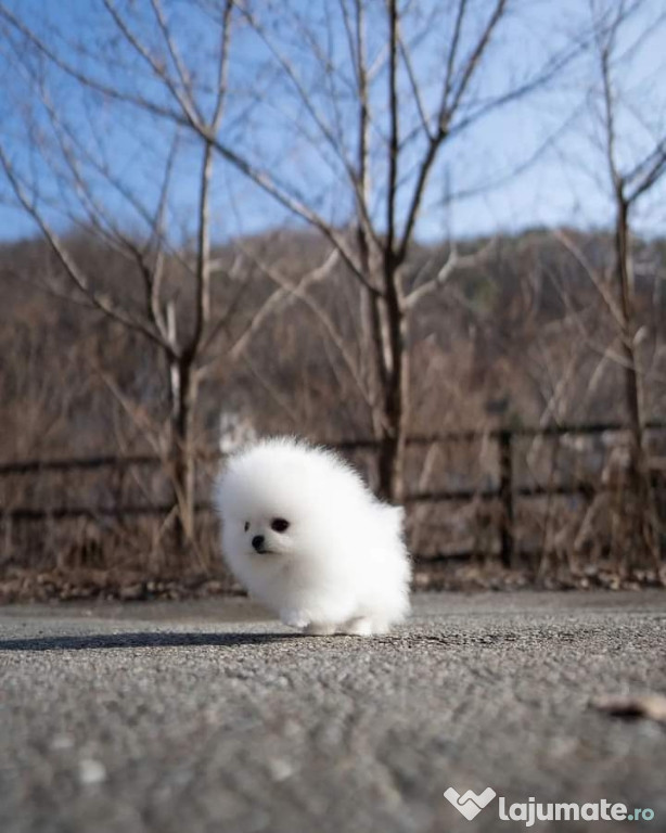 Pomeranian miniatura boo