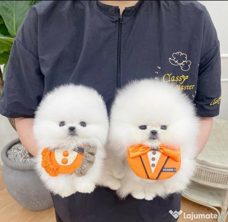 Pomeranian teeacup mini toy exemplare superbe din părinții cu pedigree