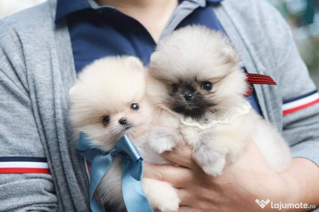 Pomeranian boo mini teacup