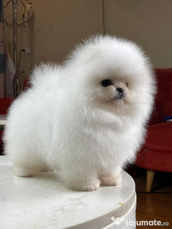 Pomeranian Toy , exemplare unice în România