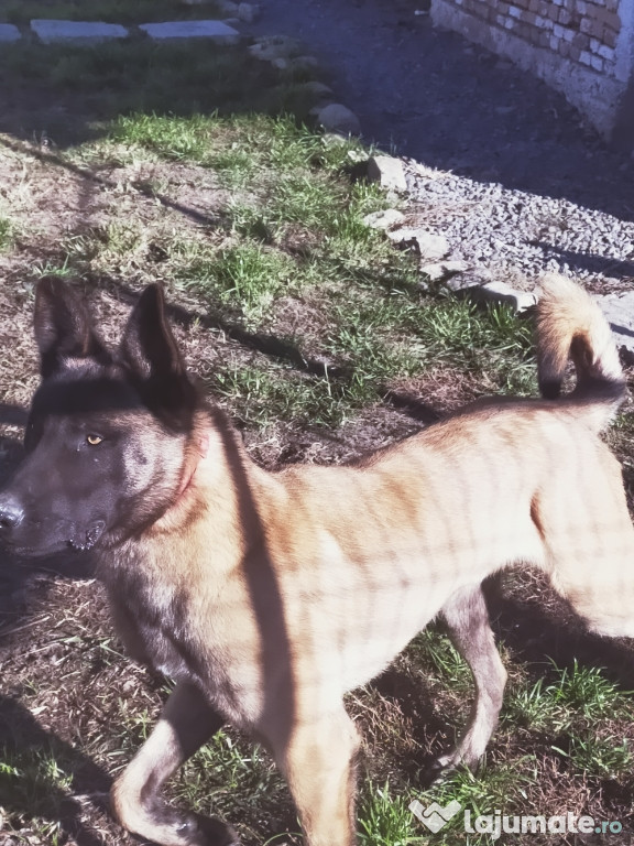 Ciobănesc Belgian Malinois