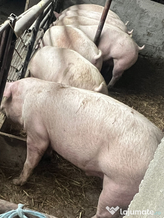 Porci de vanzare