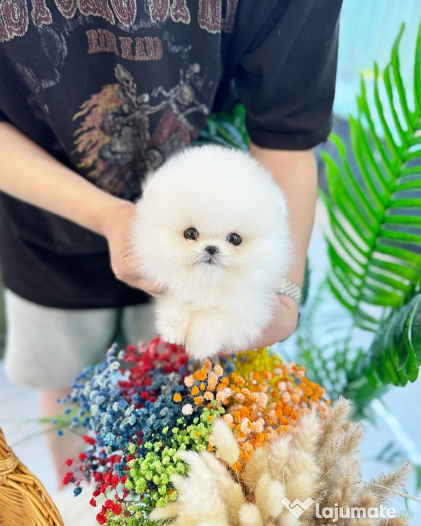 Pomeranian mini boo exemple superbe