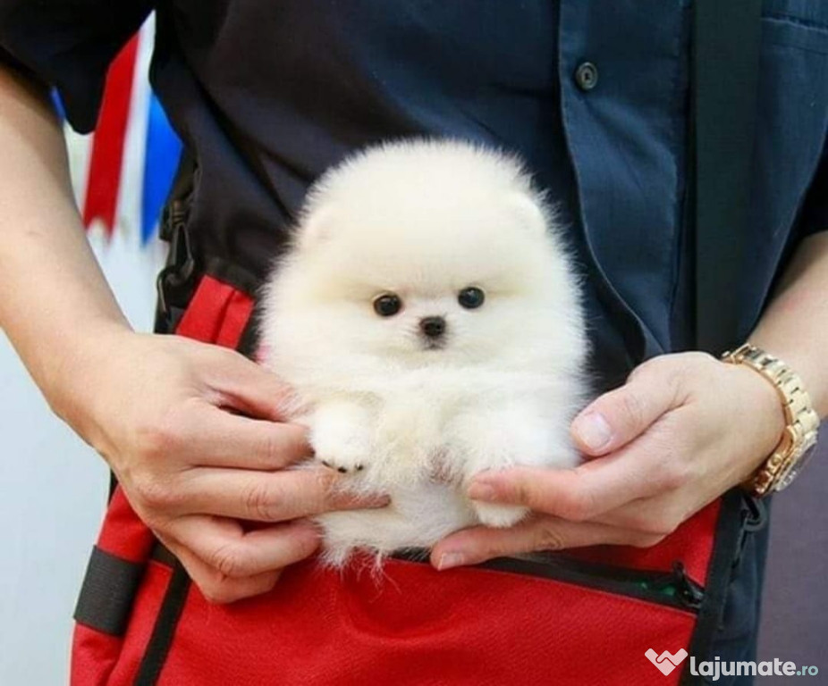 Pomeranian mini toy talie mica la maturitate