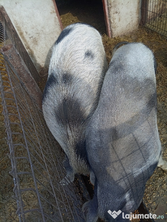 Porci de crescut și pentru craciun