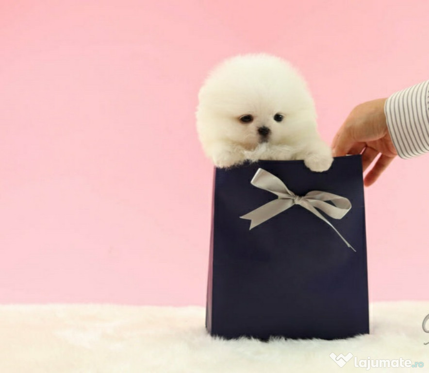 Pomeranian mini boo Teeacup!Asigur transport