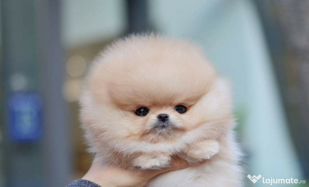 Pomeranian mini boo teeacup