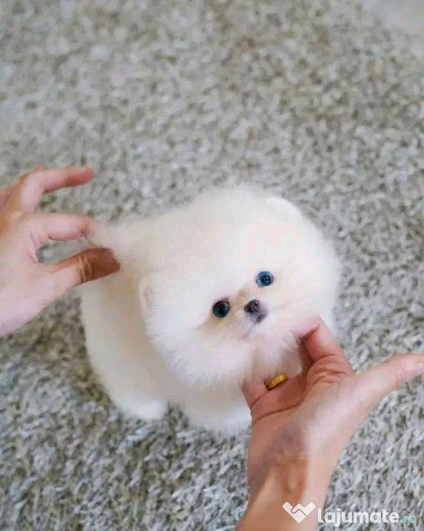 Pomeranian puppy teeacup mini boo