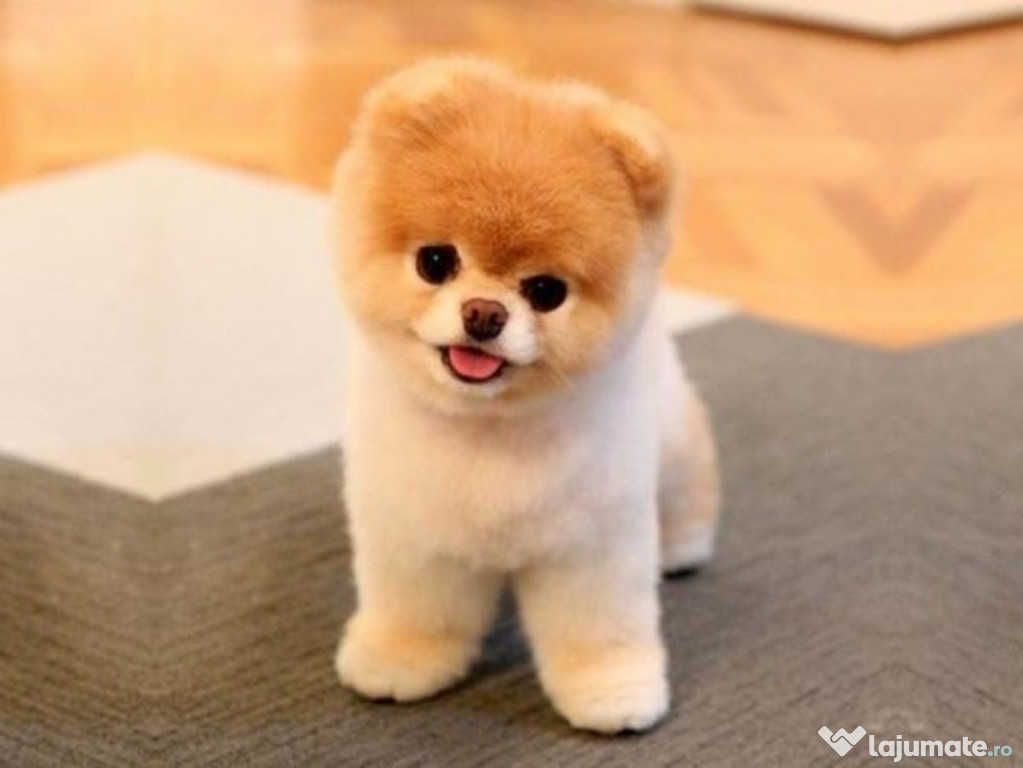 Pomeranian boo origina