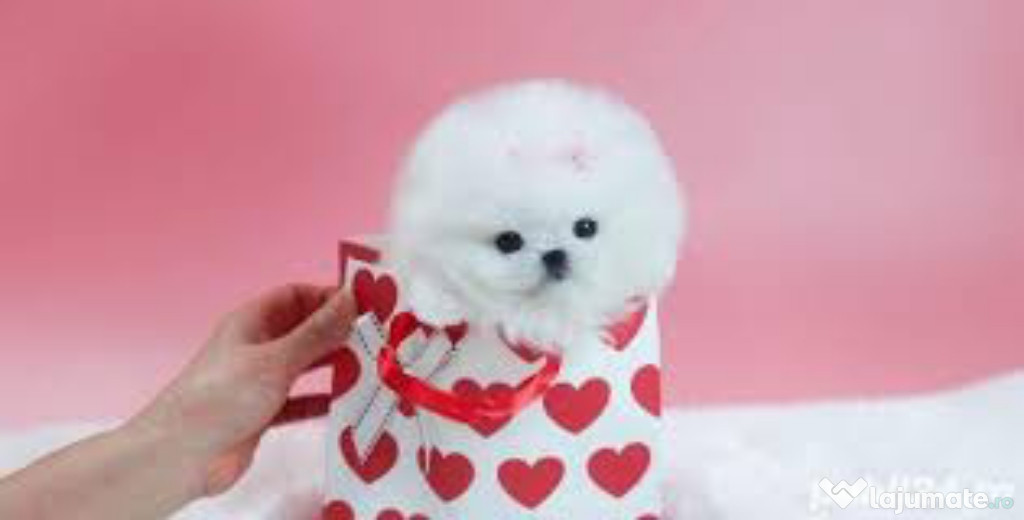 Pomeranian talie foarte mica toy