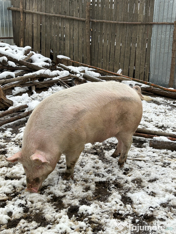 Porc de carne 250 kg