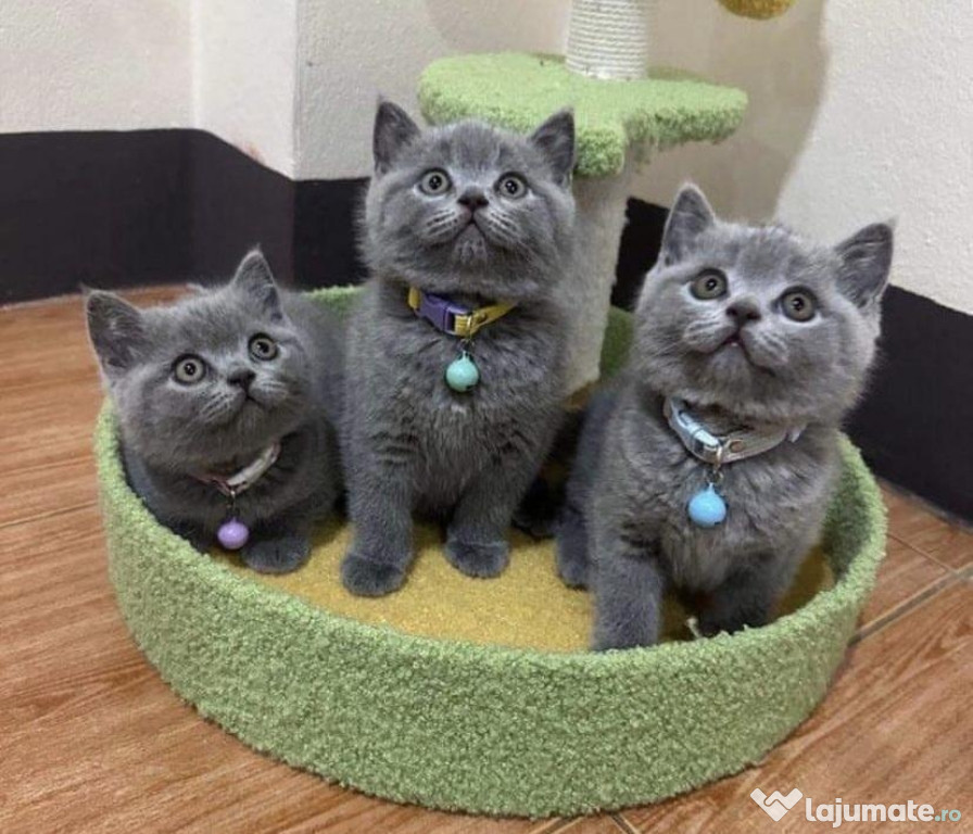 British shorthair băieței și fetițe