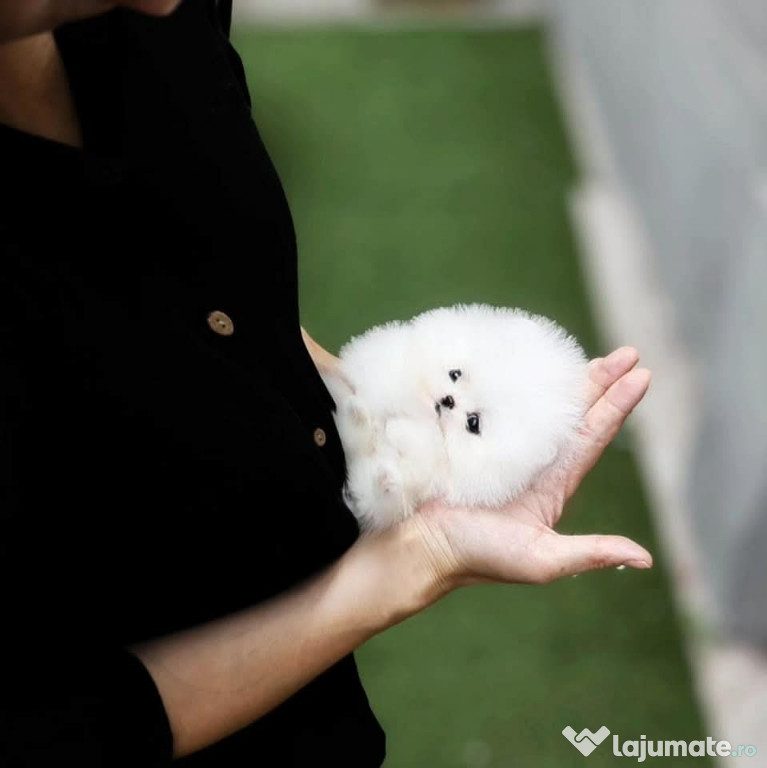 Pomeranian teeacup mini toy Asigur transport