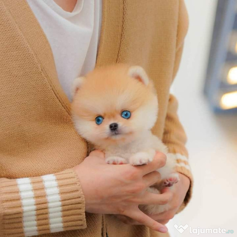 Pomeranian adevăratul boo