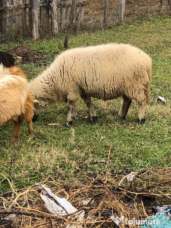 Oaie foarte buna de tăiat.