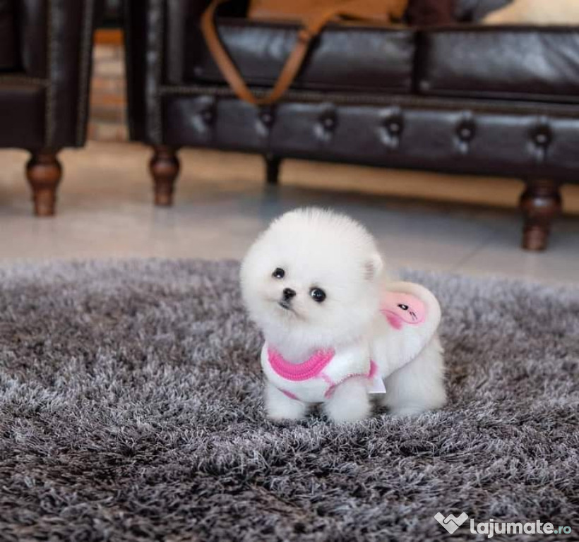 Pomeranian teacup boo