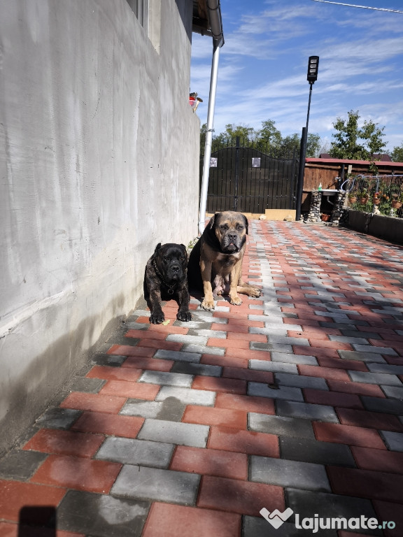 Mascul Cane Corso