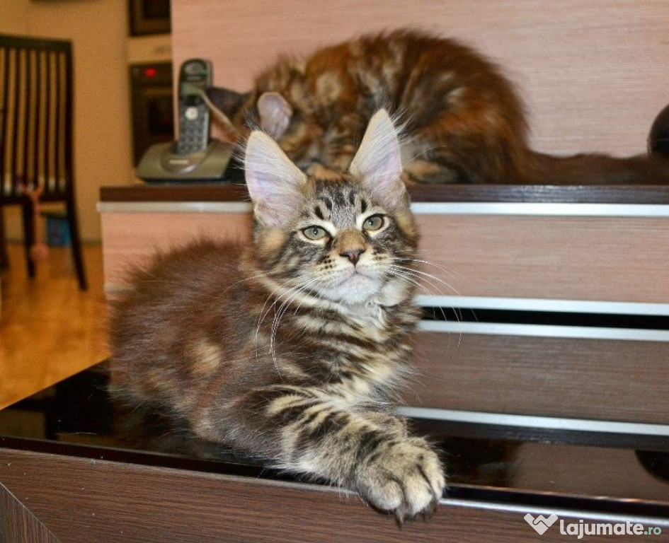 Maine coon băieței și fetițe