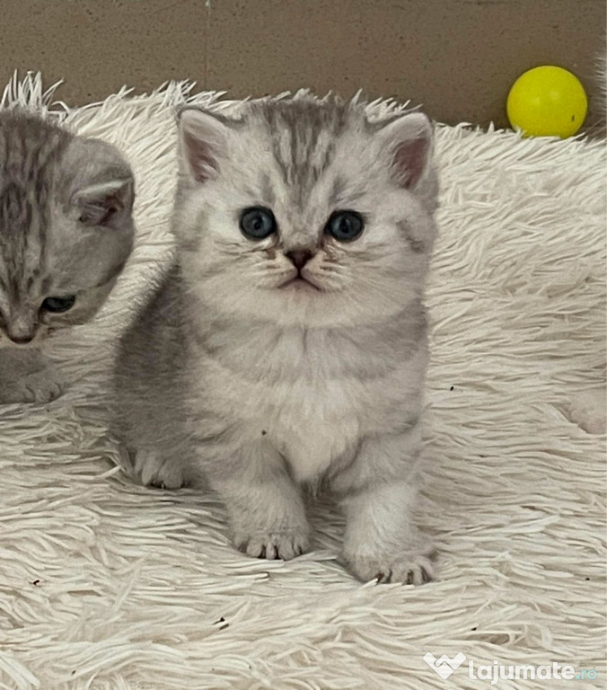 British chinchilla pui