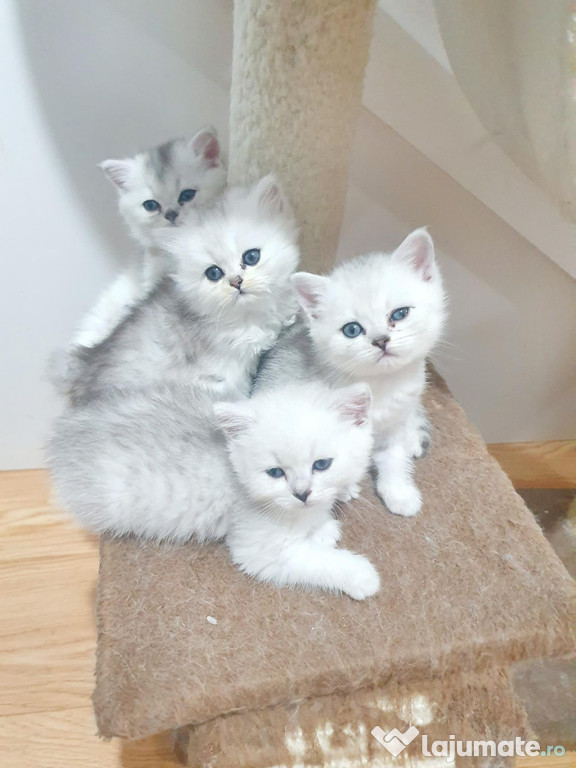 British Silver chinchilla