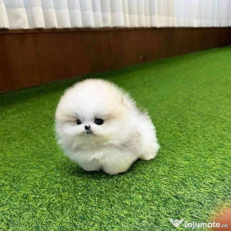 Pomeranian Miniatural boo calitate nr 1