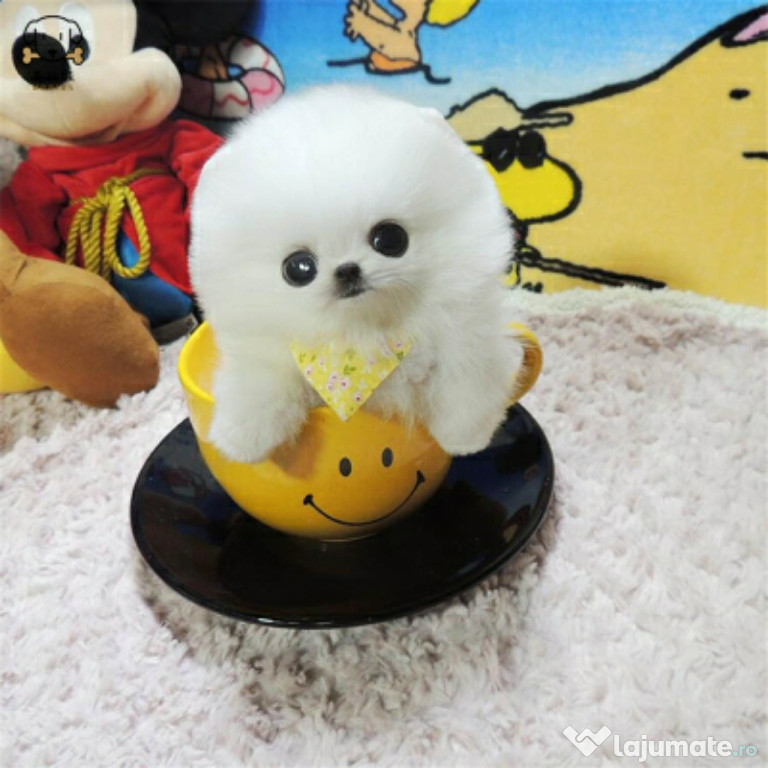 Pomeranian mini boo