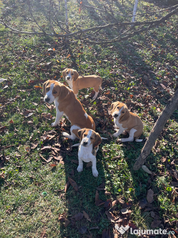 Beagle bicolor si tricolor