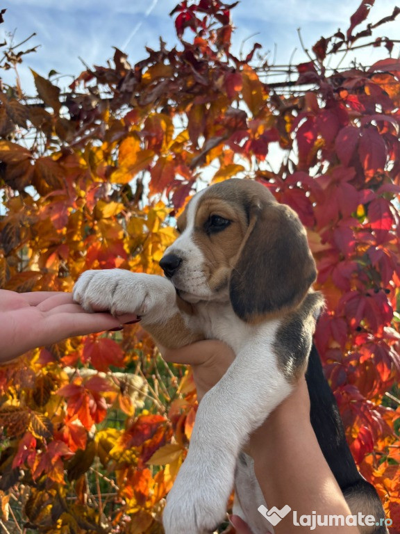 BEAGLE cadoul perfect de Craciun