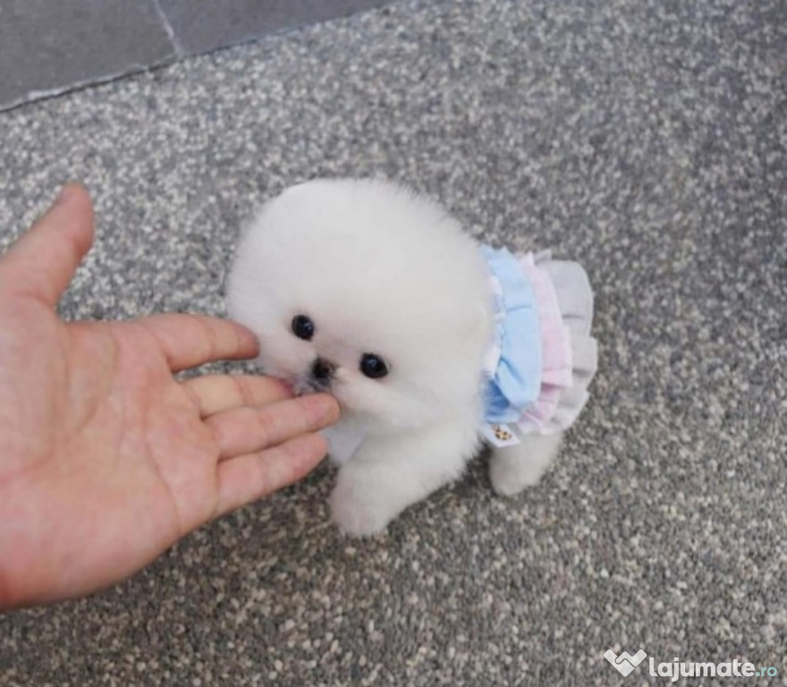 Pomeranian mini toy exemplare superbe