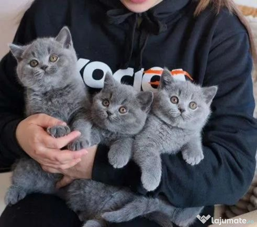 British shorthair băieței și fetițe