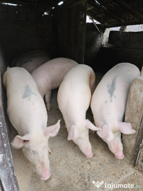 Porci de carne pentru sacrificare