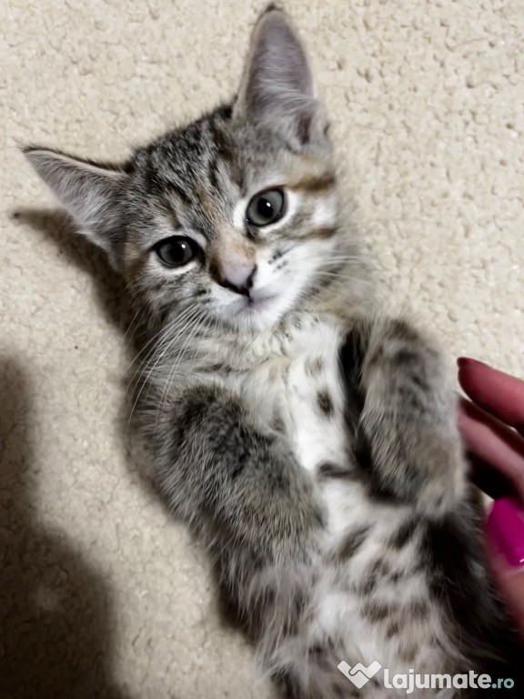 American shorthair mackerel