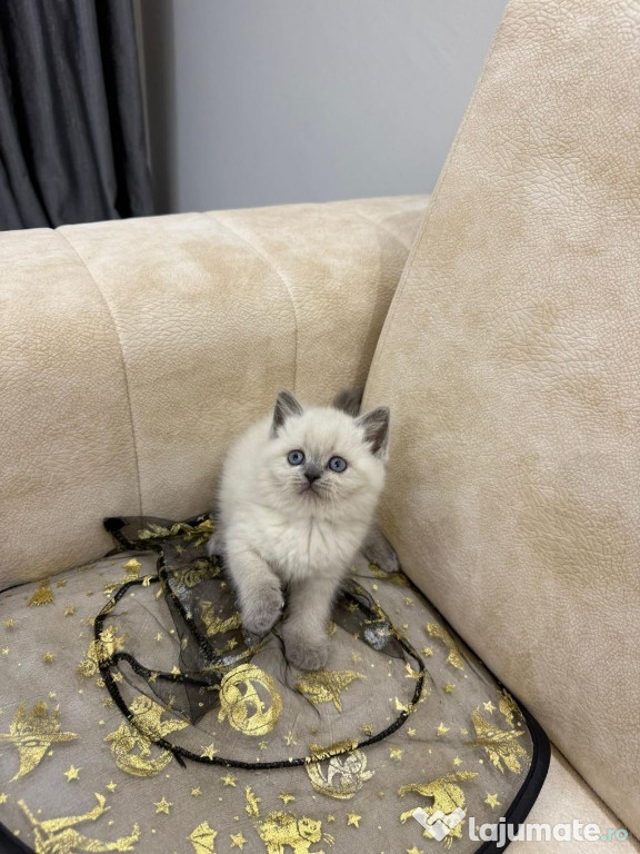 British shorthair băieței și fetițe superbi