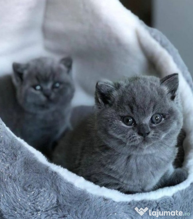 British shorthair