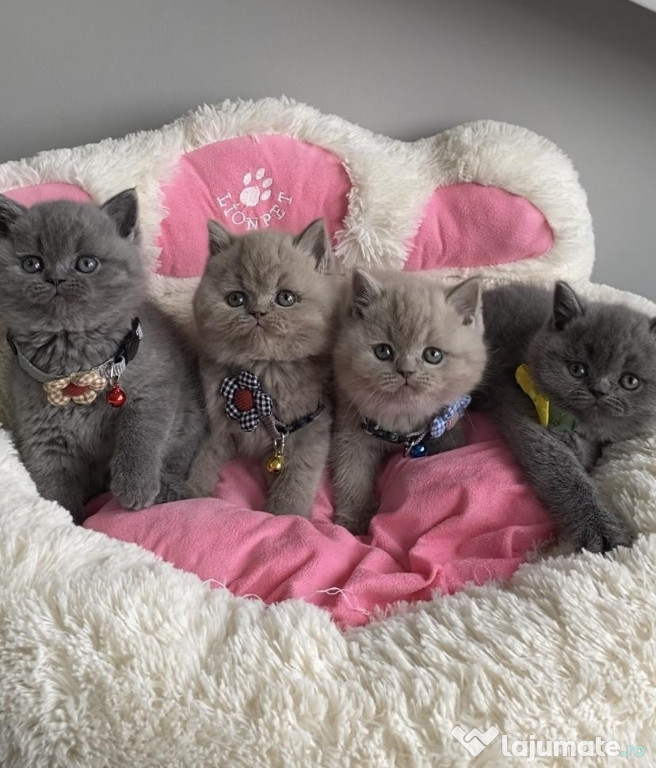 British shorthair piosiasi superbi