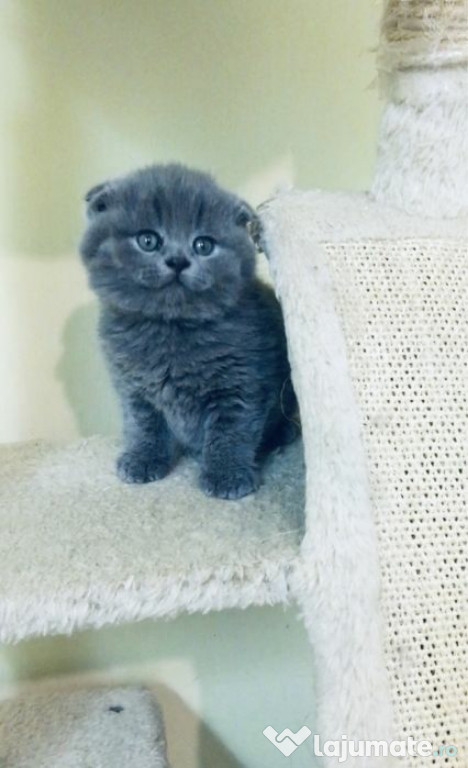 Pisici top calitate British shorthair scottish fold