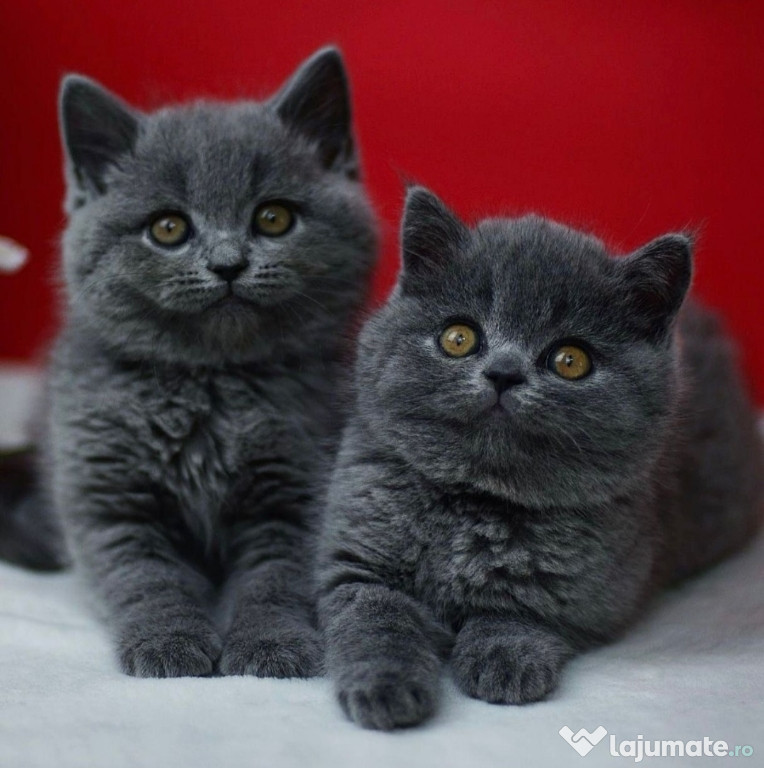 British shorthair motănei și pisicuțe