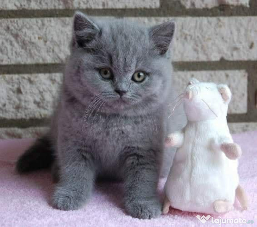 British shorthair rasa pura