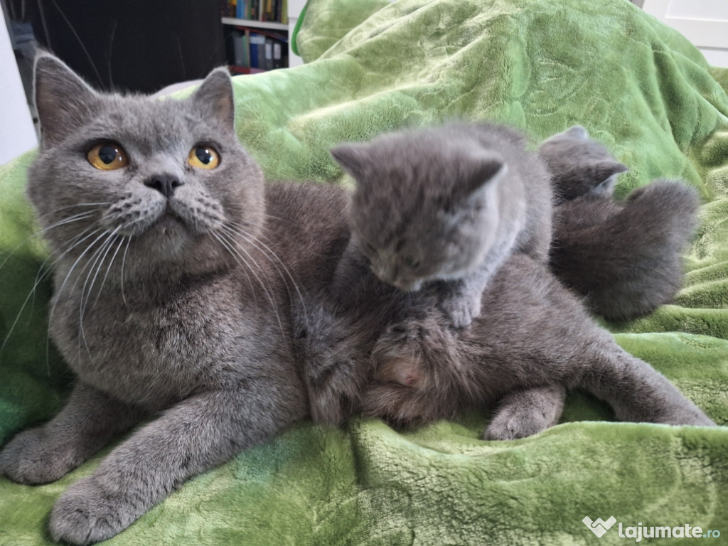 Pui British shorthair