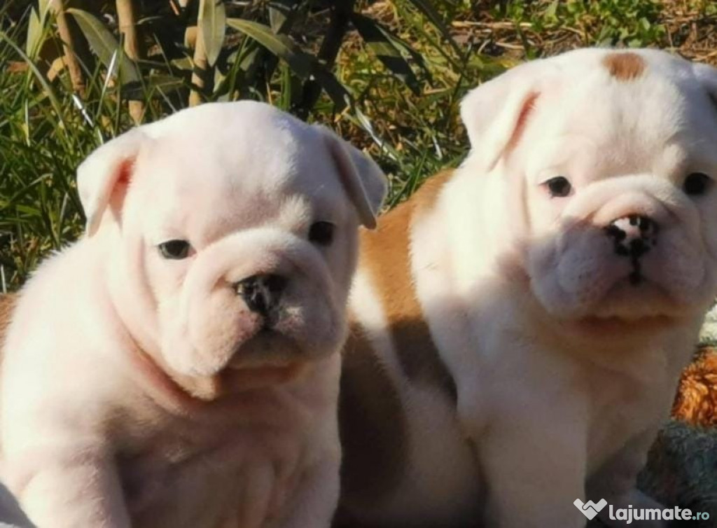 Pui de bulldog buldog englez