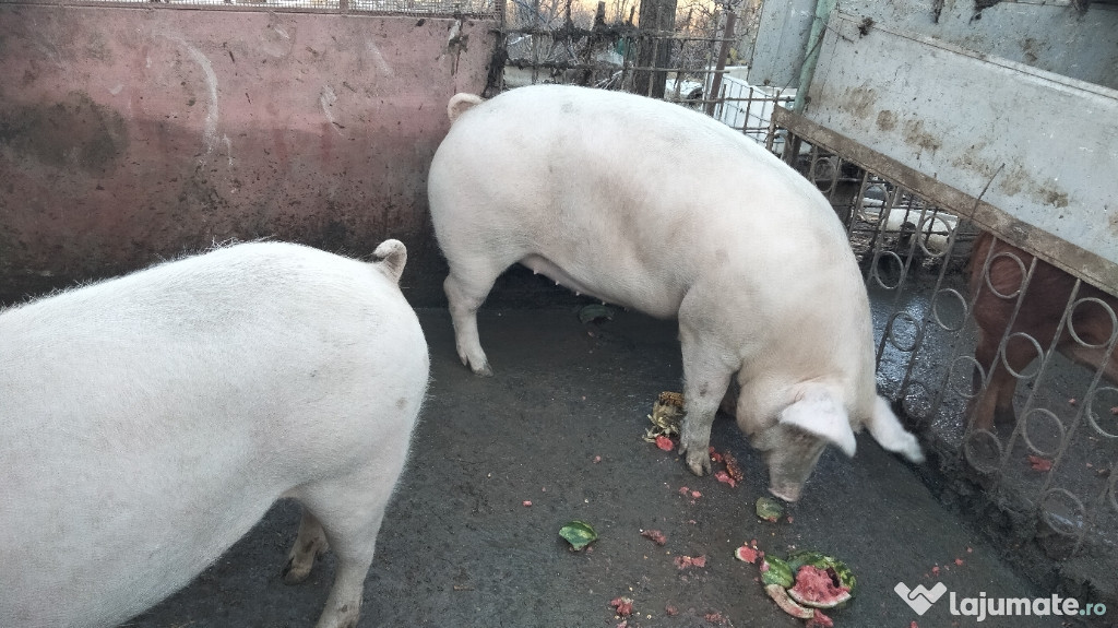 Vând porci pentru sacrificare